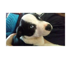 Male  Border Collie Puppy for sale