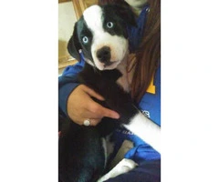 Male  Border Collie Puppy for sale - 2