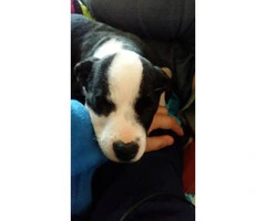 Male  Border Collie Puppy for sale - 4