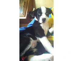 Male  Border Collie Puppy for sale - 5
