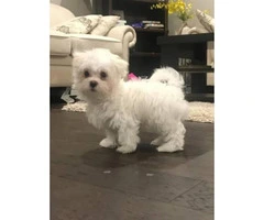 16 weeks old Maltese Puppy for sale - 1