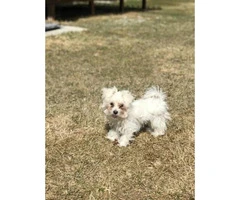 16 weeks old Maltese Puppy for sale - 2