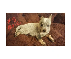 Australian Cattle Dog puppies for sale - 2