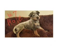 Australian Cattle Dog puppies for sale - 3