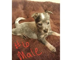 Australian Cattle Dog puppies for sale - 4