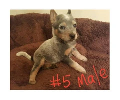 Australian Cattle Dog puppies for sale - 5