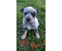 Australian Cattle Dog puppies for sale - 6