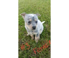 Australian Cattle Dog puppies for sale - 7