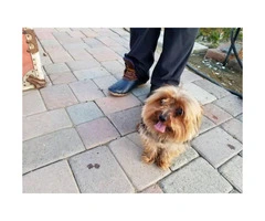 1 male Yorkshire terrier puppy - $900