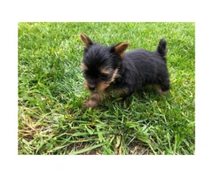 1 male Yorkshire terrier puppy - $900 - 2