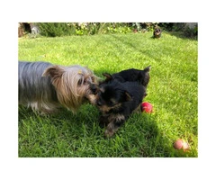 1 male Yorkshire terrier puppy - $900 - 3