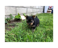 1 male Yorkshire terrier puppy - $900 - 4