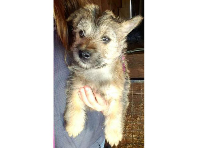 11 weeks old Cairn Terrier Puppies for sale Appleton Puppies for Sale 
