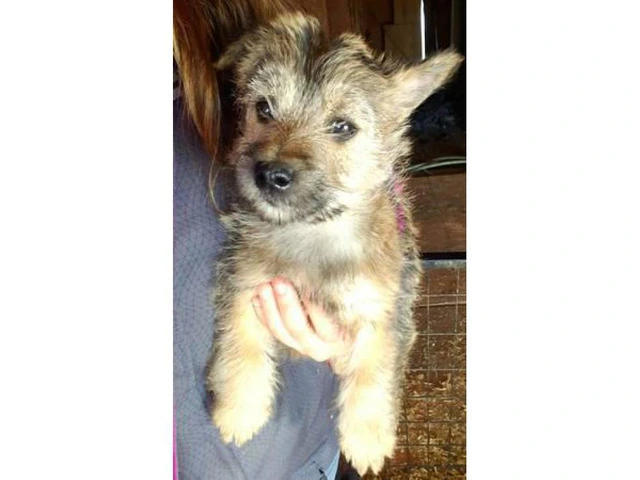 11 weeks old  Cairn Terrier Puppies for sale - 1/3