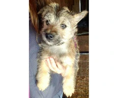 11 weeks old  Cairn Terrier Puppies for sale