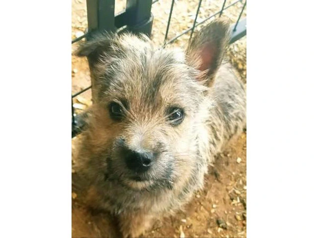 11 weeks old  Cairn Terrier Puppies for sale - 2/3