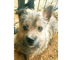 11 weeks old  Cairn Terrier Puppies for sale - 2