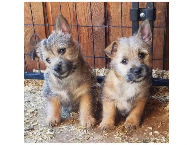 11 weeks old  Cairn Terrier Puppies for sale - 3/3