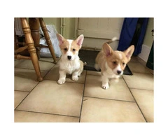 2 Gorgeous Corgi (pembroke) Boy Pups For Sale - 2