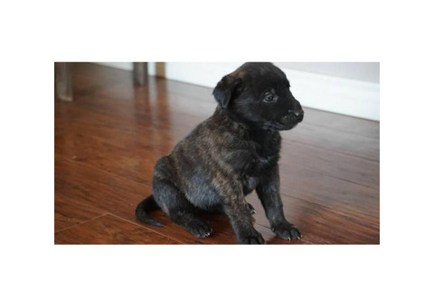 5 Belgian malinois puppies