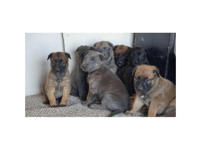 5 Belgian malinois puppies in Lubbock, Texas - Puppies for ...