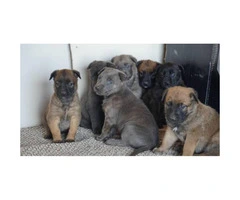 5 Belgian malinois puppies - 4
