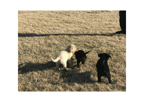 AKC Lab Puppies - $650.00 Black, Yellow, & Chocolate