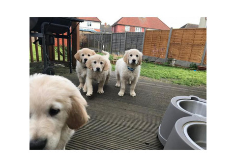 Pure Bred Golden Retriever Pups