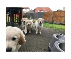 Pure Bred Golden Retriever Pups - 1