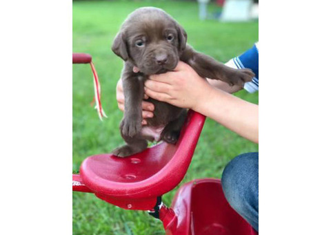 Labrador Retriever Puppies AKC limited registration