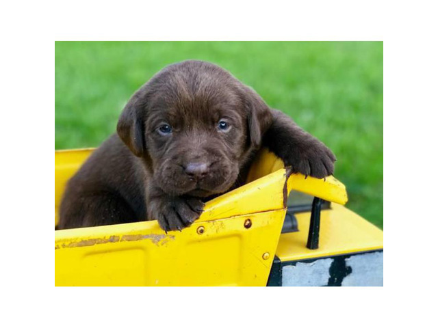 Labrador Retriever Puppies AKC limited registration in ...