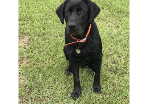 Lab Puppies AKC registered UTD on vacations