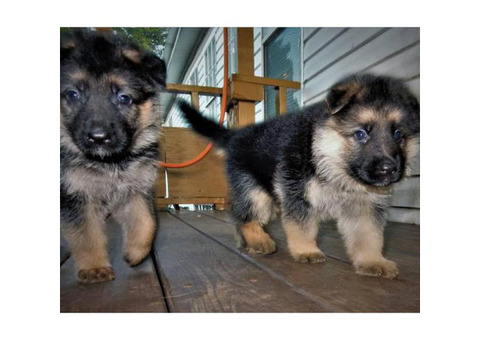 Healthy and beautiful German Shepherd puppies for sale