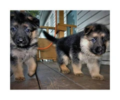 Healthy and beautiful German Shepherd puppies for sale