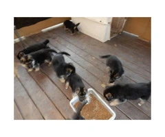 Healthy and beautiful German Shepherd puppies for sale - 2