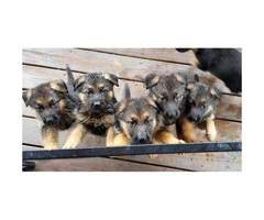 Healthy and beautiful German Shepherd puppies for sale - 3