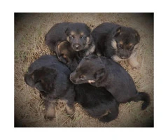 Healthy and beautiful German Shepherd puppies for sale - 4