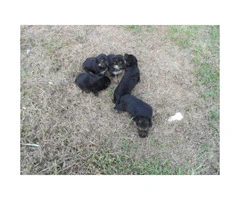 Healthy and beautiful German Shepherd puppies for sale - 5