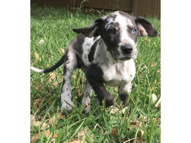 We have Great Dane Puppies for sale in San Antonio, Texas