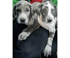We have Great Dane Puppies for sale - 4