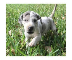 We have Great Dane Puppies for sale - 5