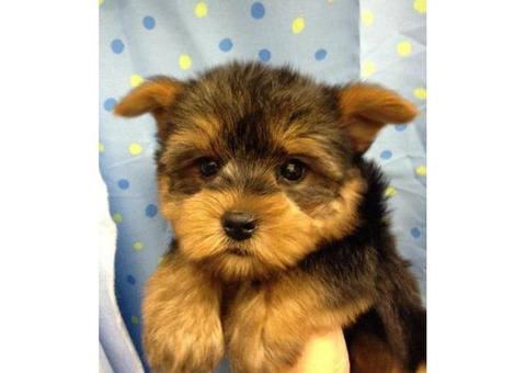 Beautiful male and female pure breed yorkies in ...