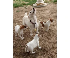 6 week old Jack Russel puppies available - 1