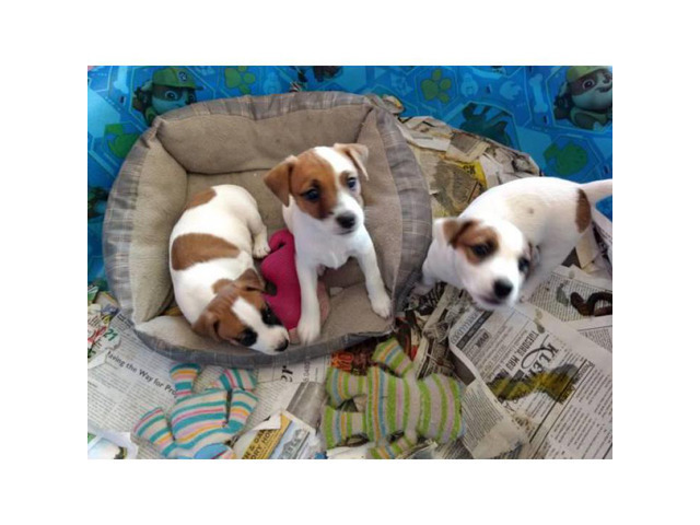 6 Week Old Jack Russel Puppies Available In Omaha Nebraska