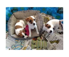 6 week old Jack Russel puppies available - 2