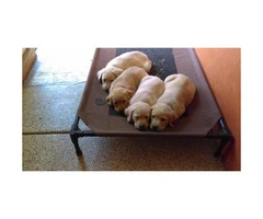 AKC Labrador Retriever Puppies For Sale - 1