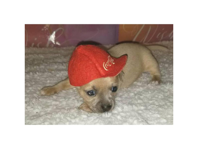 Tan color male Chihuahua Puppy for Sale in Asheville