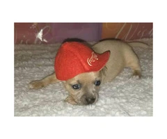 Tan color male Chihuahua Puppy for Sale