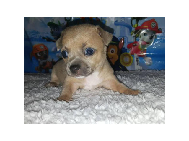 Tan color male Chihuahua Puppy for Sale in Asheville