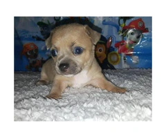 Tan color male Chihuahua Puppy for Sale - 2